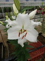 [4482 PO70 O 00 10149-01 No02.JPG]